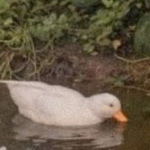 Meet your Posher, Kiara